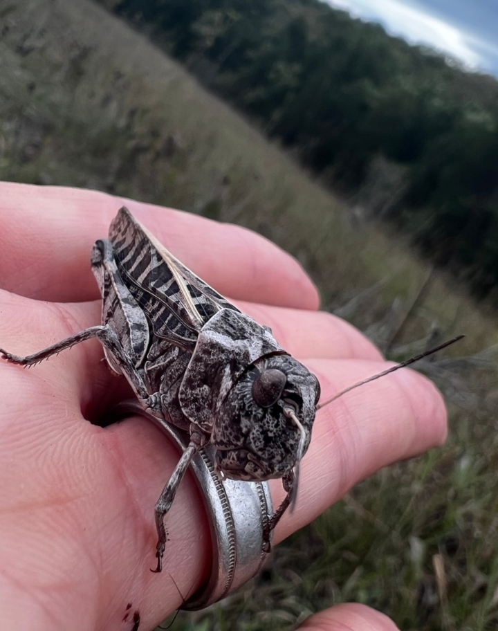 Wrinkled Grasshopper